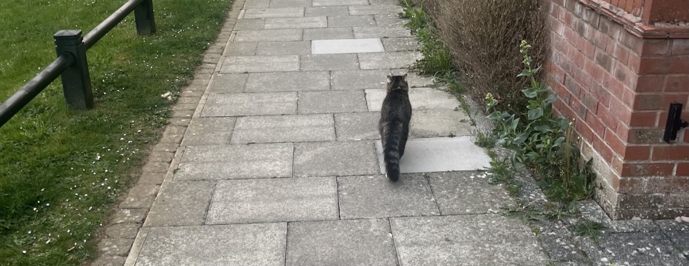Jacob White's cat